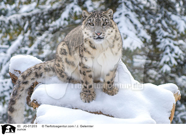 Schneeleopard / ounce / JG-01203
