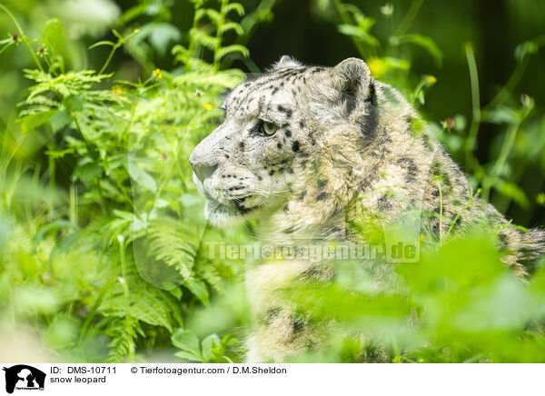 snow leopard / DMS-10711