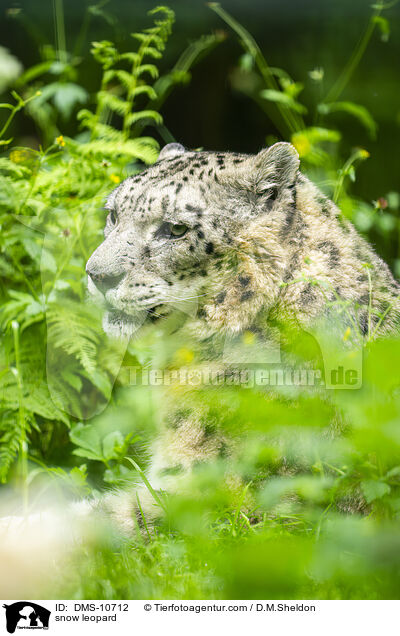 Schneeleopard / snow leopard / DMS-10712