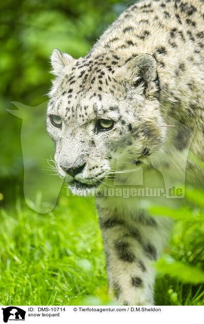 snow leopard / DMS-10714