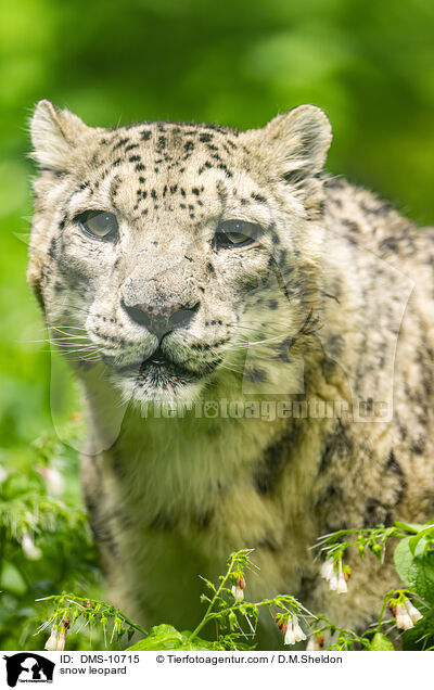 Schneeleopard / snow leopard / DMS-10715