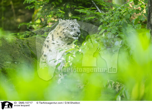 snow leopard / DMS-10717