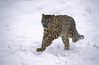 Snow leopard