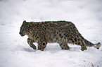 Snow leopard
