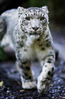 snow leopard