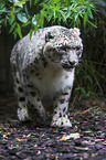 snow leopard