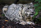 lying snow leopard