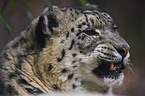 snow leopard