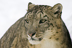 snow leopard portrait
