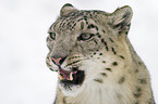 snow leopard portrait