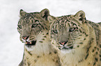 snow leopards