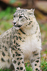 snow leopard