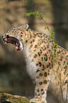 snow leopard