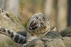 snow leopard