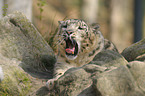 snow leopard