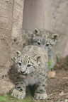 young snow leopards