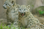 young snow leopards