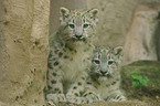 young snow leopards
