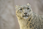 snow leopard