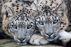 snow leopards
