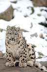 snow leopard