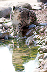 snow leopard