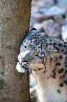 snow leopard