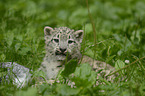 snow leopard