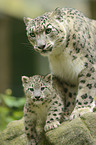 snow leopards