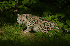 snow leopard