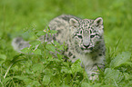 snow leopard
