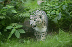 snow leopard