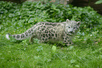 snow leopard