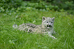 snow leopard