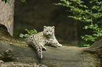 snow leopard
