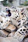 snow leopard