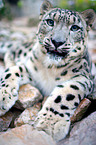 snow leopard