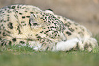 snow leopard