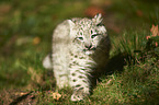 snow leopard