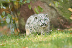 snow leopard
