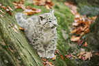 snow leopard