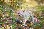 snow leopard