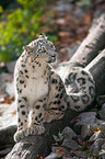 snow leopard