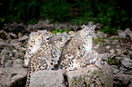 snow leopards