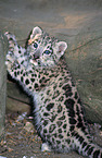young snow leopard