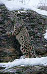 snow leopard