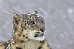 snow leopard