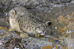 snow leopard