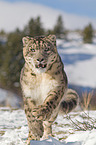 snow leopard