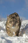 snow leopard